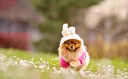 cutedog