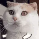 wavecat