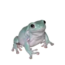 treefrog