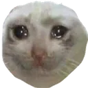 sadcat