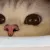 catsniff