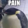 PenguPain