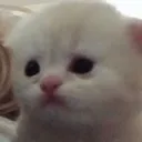 meow