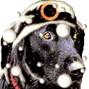 SurvivalDoggie