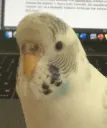 Birb