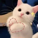 cattoHeart
