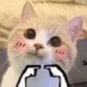 cattoEhe