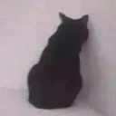 cattoSob cattoSob