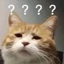 cattoWhat