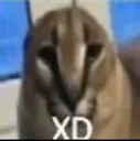 lol