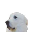 ayodog