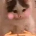 Catuwu catuwu Discord Emoji