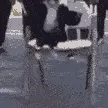 monkeyjump