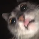 Camcat Discord Emoji