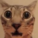 WhatCat