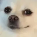 borkSad