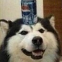 dogcan Discord emoji
