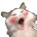 cattoOhmyMoew