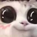 cattoMoewow