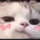 cattoHeh3