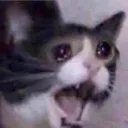 cattoMoewhyy