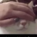 cattoDontLook cattoDontLook