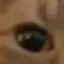 Cat_6