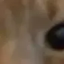 Cat_7