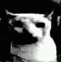 DespairCat DespairCat