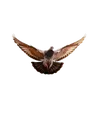 Rallybird