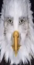 sexyeagle