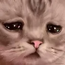 CatSad