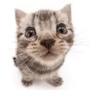 gato_ElGatito