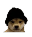 beaniedog