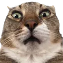 PiratedTerrance