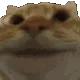 catYep