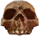 skull skull