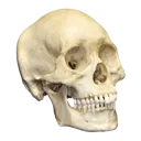 skullwot