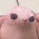 derpybingus