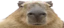capy