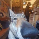 nb_doggostare