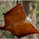 pancakesquirrel