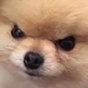 AngeryDoggo