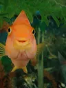 smilinggoldfish