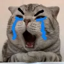 cattoCry2