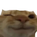 wink