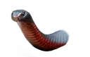 NBDH_redbellysnake NBDH_redbellysnake