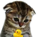 xksadcatducky