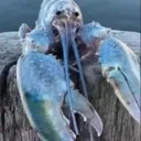 DeviousLobster
