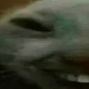 xdd1 xdd1
